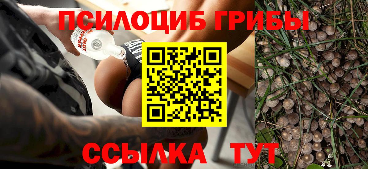 Вичуга  Псилоцибиновые грибы прущие грибы  Вход с VPN 